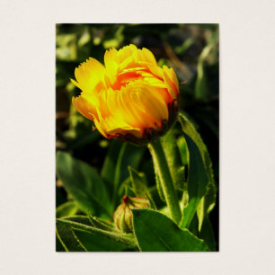 Cartes De Visite marguerite jaune