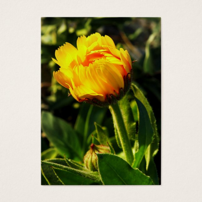 Cartes De Visite marguerite jaune (Devant)