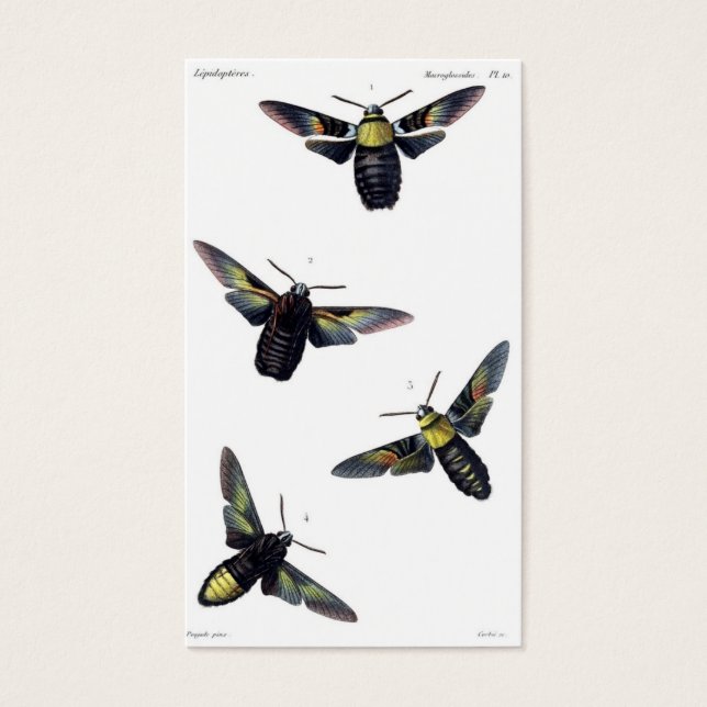 Cartes De Visite Moths victoriennes (Devant)