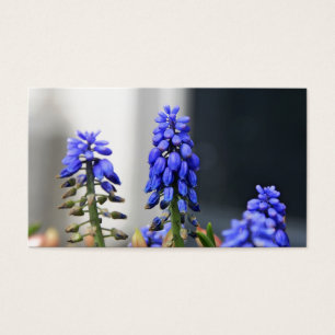 Cartes De Visite muscari à grappe