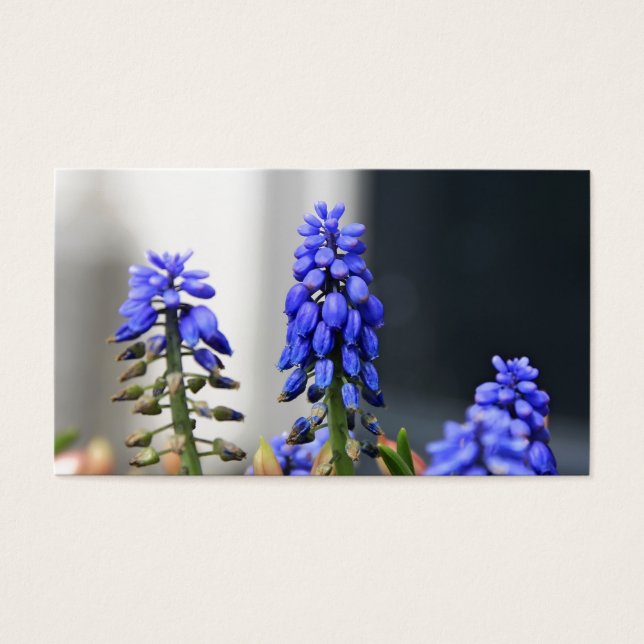 Cartes De Visite muscari à grappe (Devant)