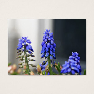 Cartes De Visite muscari à grappe