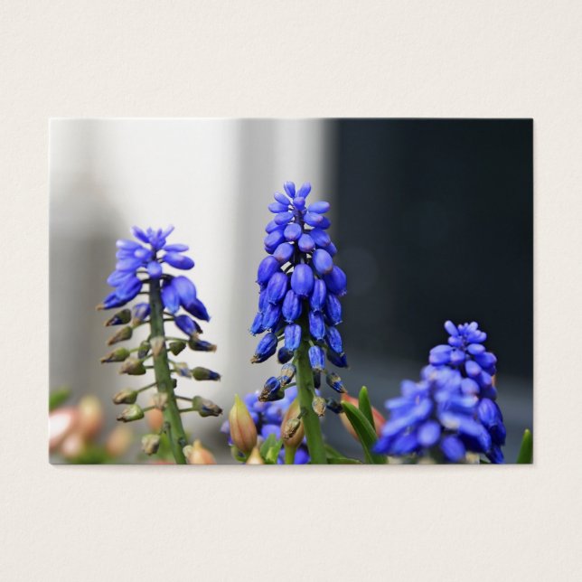 Cartes De Visite muscari à grappe (Devant)