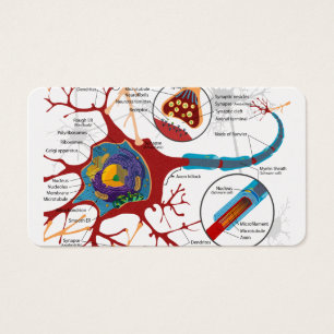 Cartes De Visite Neurones de cellules sains