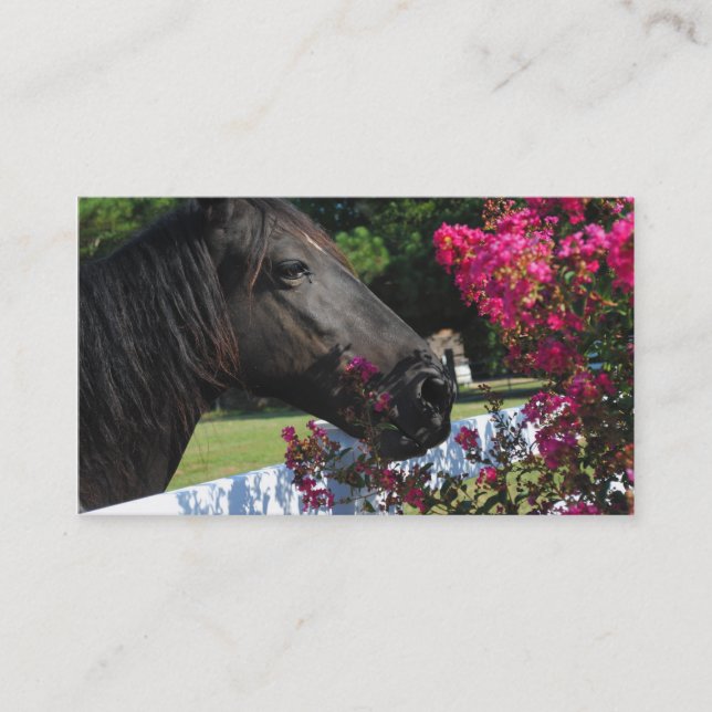 Cartes de visite noirs de photographie de cheval (Devant)