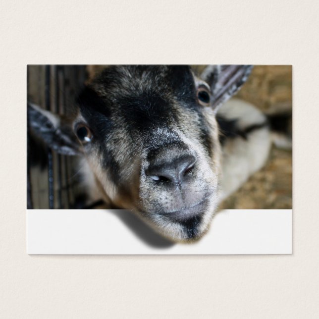 Cartes De Visite Nosy Goat En Regard (Devant)