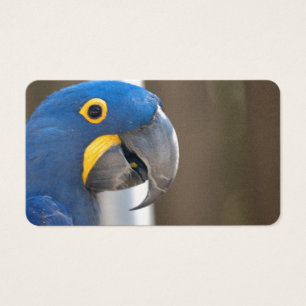 Cartes De Visite oiseau macaw animal bleu animal animal animal Dest