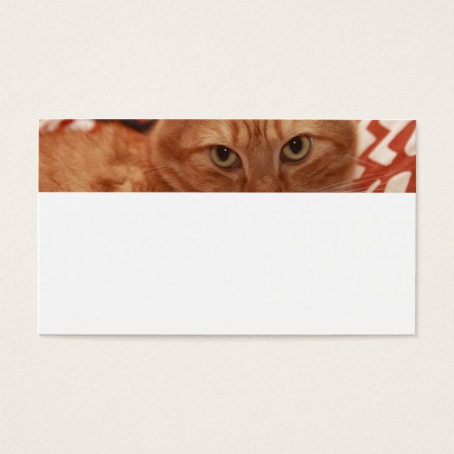 Cartes De Visite Orange Tabby (Devant)