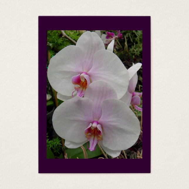 Cartes De Visite Orchidée - Fleur rose (Colossiens 2:3) (Devant)
