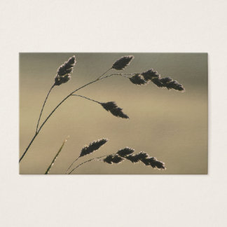 Cartes De Visite Oreille d'herbe humide