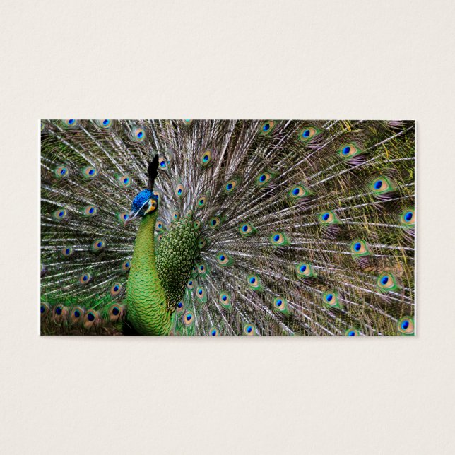Cartes De Visite Paon (Devant)