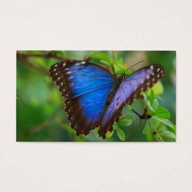 Cartes De Visite Papillon bleu (Devant)