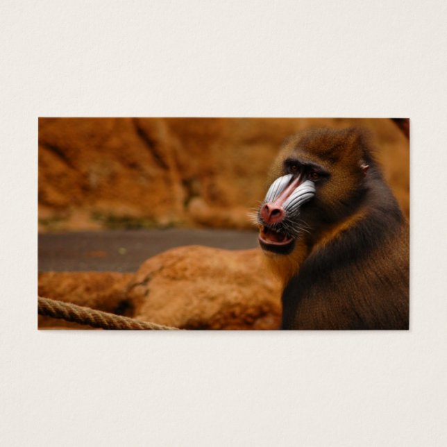 Cartes De Visite Papion/Babouin (Devant)