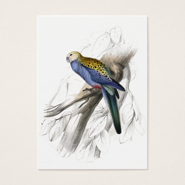 Cartes De Visite Parrakeet à tête blanche par Edward Lear (Devant)