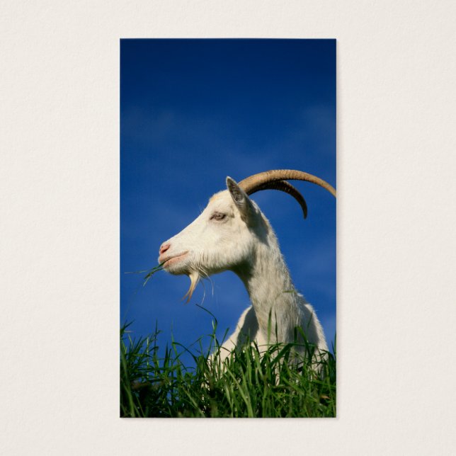 Cartes De Visite Pâturage de chèvre blanche (Devant)