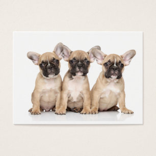Cartes De Visite Petit Bulldogs français