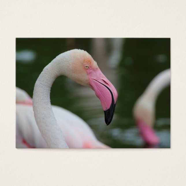 Cartes De Visite Phoenicopterus roseus (Devant)