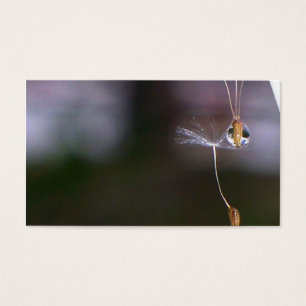 Cartes De Visite Pissenlits