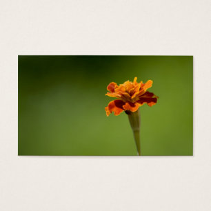 Cartes De Visite Plan rapproché de fleur de souci