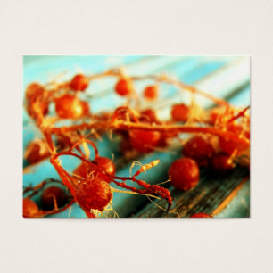 Cartes De Visite Plantes marines
