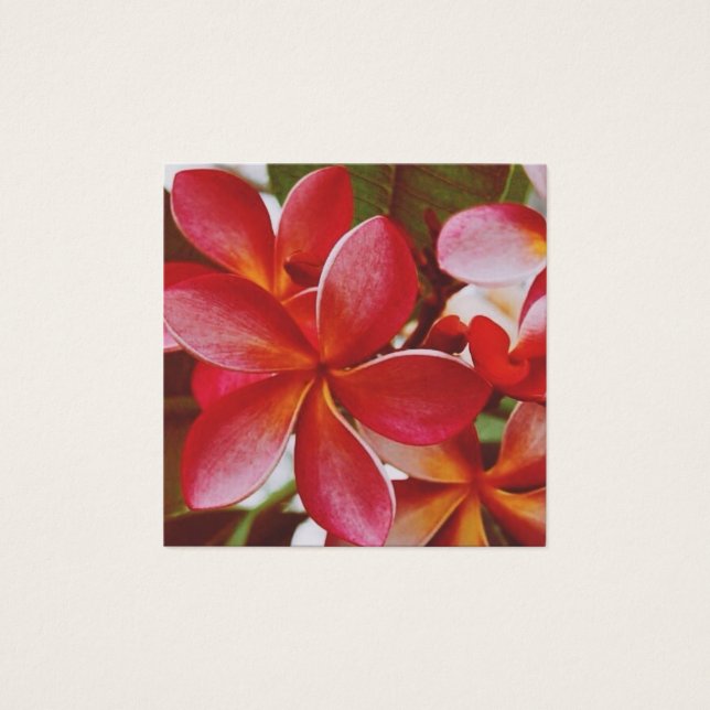 Cartes De Visite Plumeria hawaïenne (Devant)