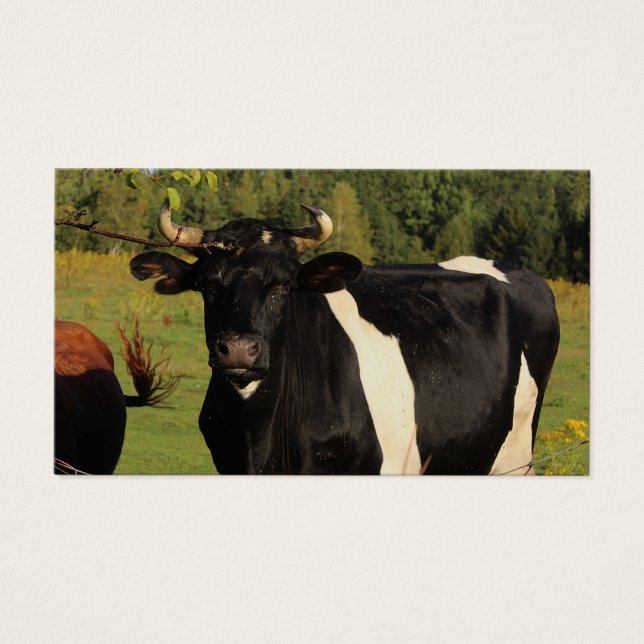 Cartes De Visite Prenez le taureau par les cornes (Devant)