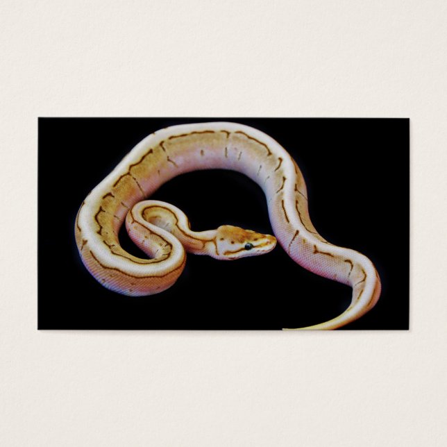 Cartes De Visite Python à balle de couleur claire (Devant)
