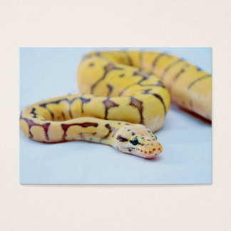 Cartes De Visite Python jaune et noir 2