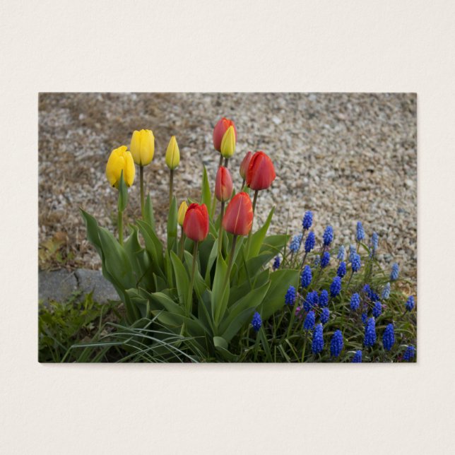 Cartes De Visite Red And Yellow Tulips (Devant)