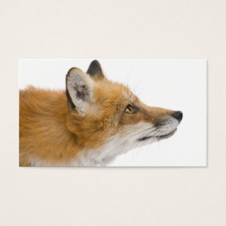 Cartes De Visite Renard rouge