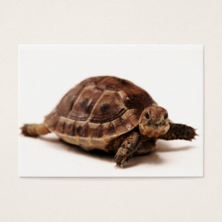 Cartes De Visite Repose de la tortue