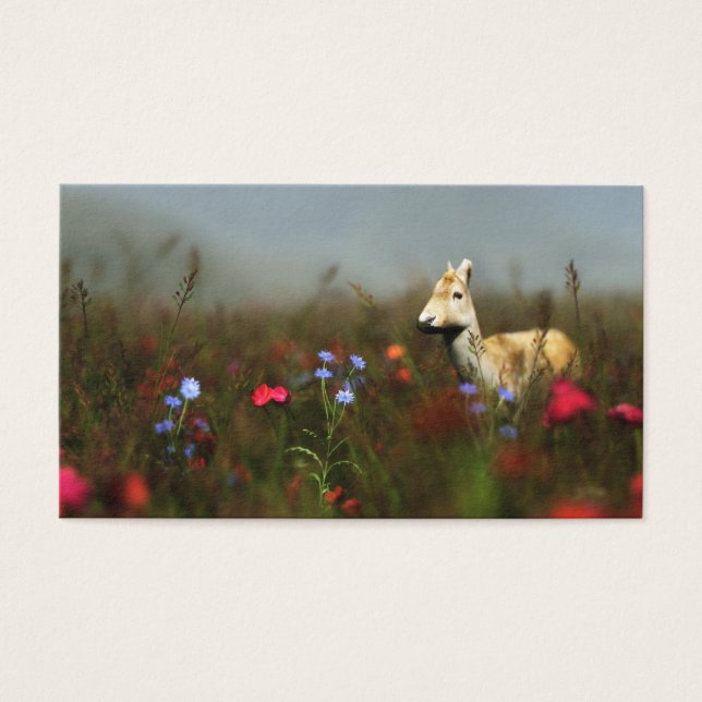 Cartes De Visite Roe dans un pré Signets (Devant)