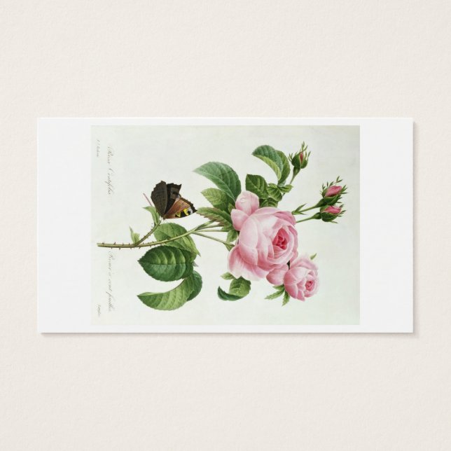 Cartes De Visite Rosa Centifolia (Dos)