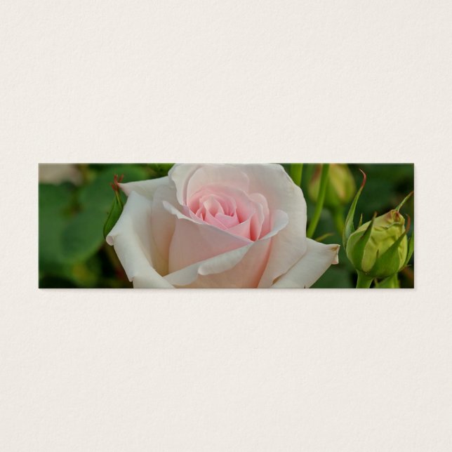 Cartes De Visite Rose hybride Ophélie rose (Devant)