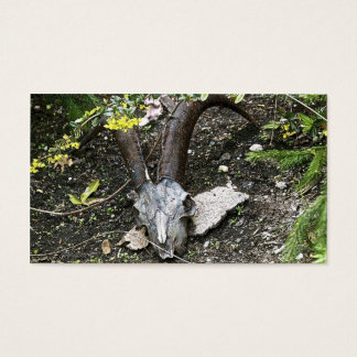 Cartes De Visite sassafras