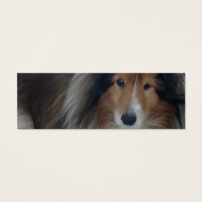 Cartes De Visite Shetland Sheepdog Signet (Devant)
