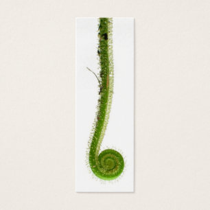 Cartes De Visite Signet de fronde de Sundew