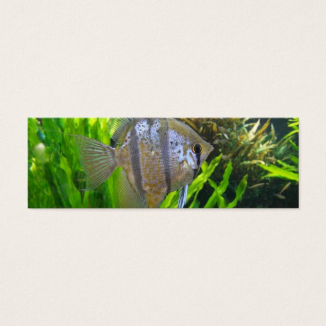 Cartes De Visite Signet de poisson ange (Devant)