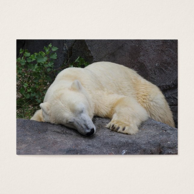 Cartes De Visite Sleeping Polar Bear (Devant)