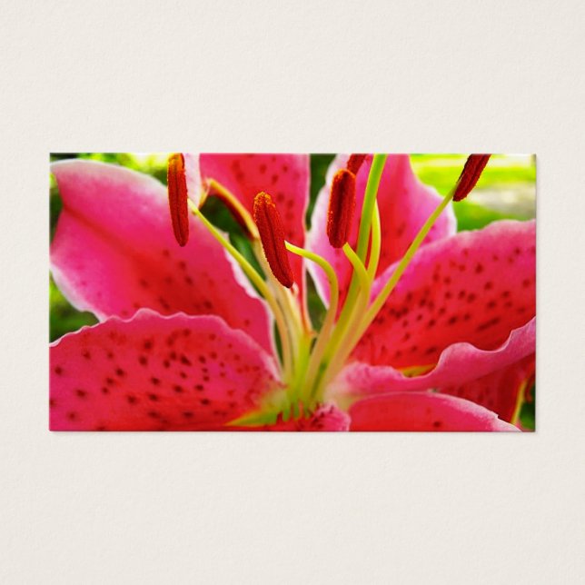 Cartes De Visite Star Gazer Lily (Devant)