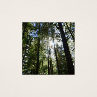 Cartes De Visite Sunlight Through Pine Trees