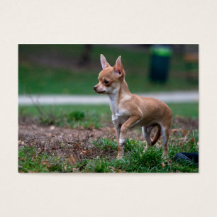 Cartes De Visite Sweet Chihuahua chiot chien Wannabe