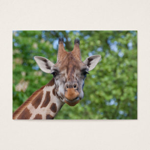 Cartes De Visite Sweet Curios Giraffe