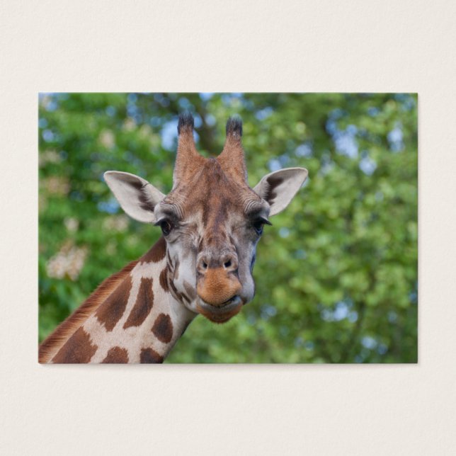 Cartes De Visite Sweet Curios Giraffe (Devant)