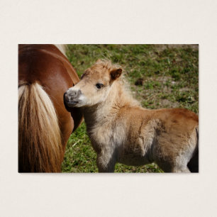 Cartes De Visite Sweet Haflinger Foal