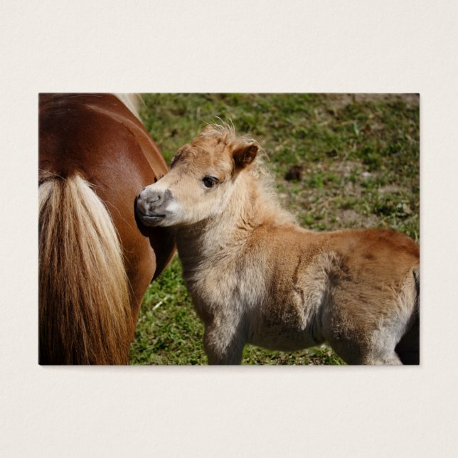Cartes De Visite Sweet Haflinger Foal (Devant)