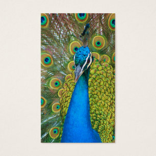 Cartes De Visite Tête de bleu de paon avec et plumes de queue