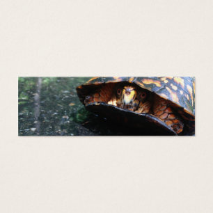 Cartes De Visite Tortue de boîte