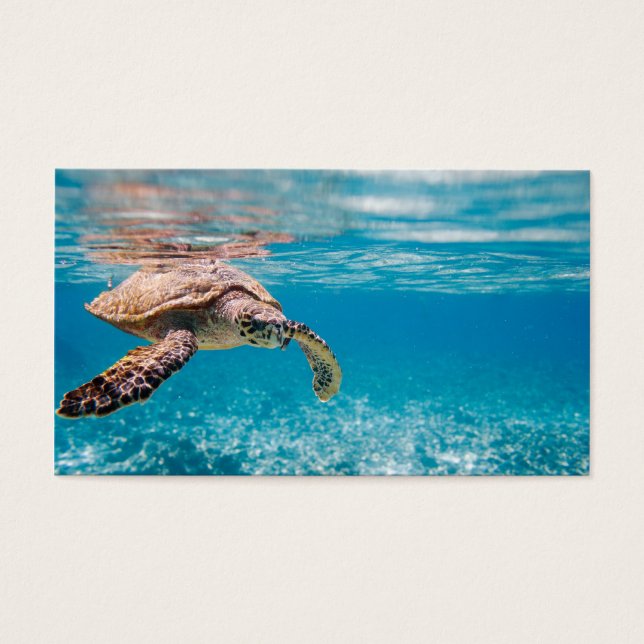 Cartes De Visite Tortue de mer (Devant)