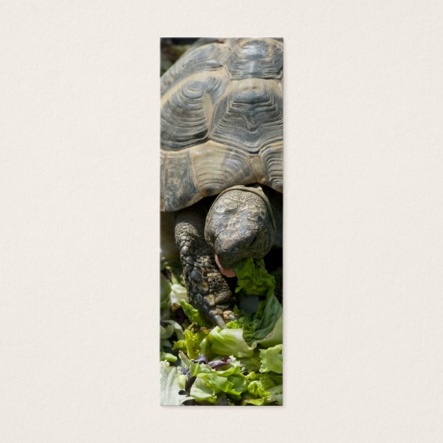 Cartes De Visite Tortues mignonnes (Devant)